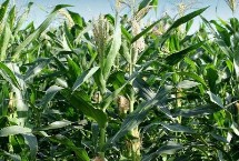 隆平629玉米栽培技术要点，注意防治纹枯病等