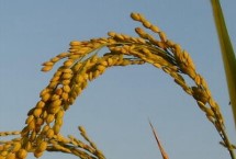 大丰两优175水稻栽培技术要点，每亩有效穗数15.3万