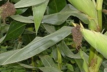 文研1905 玉米栽培技术要点，区试平均生育期129天