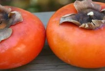 柿子什么季节熟，和熟苹果一起密封更容易脱涩