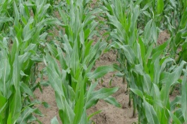 润民881玉米栽培技术要点，中熟品种