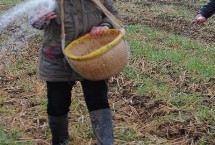 作物温度多少度才能施肥好，冬季追施碳酸氢铵肥效快