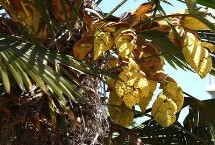 棕树花可以吃吗，可以吃但是部分人对其过敏