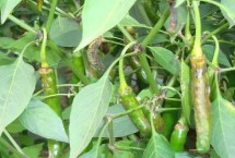 辣椒炭疽病的症状，各地应根据具体情况选用抗病品种