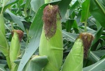 矮秀315玉米栽培技术要点，中抗茎腐病