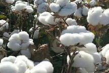 中棉所9712棉花栽培技术要点，露地直播4月下旬播种