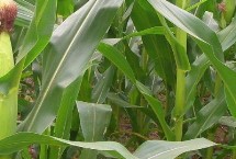 垦玉6189玉米栽培技术要点，平均生育期123.1天