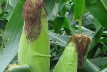 宇丰516玉米栽培技术要点，出苗至成熟125天左右