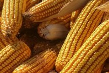 珺玉108玉米栽培技术要点，播种前种子应包衣防治地下害虫