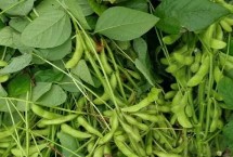 中龙豆105大豆栽培技术要点，种植密度