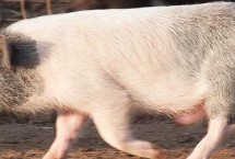 宠物猪的常见品种，常见品种有越南大肚猪、胡利亚尼猪、尤卡坦猪等