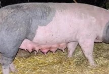 母猪流白色液体是怎么了，胎粪的颜色通常呈黑绿色