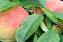 河南省宜阳县的特产，韭黄种食历史悠久