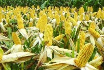 同丰162玉米栽培技术要点，基肥应每亩施40千克