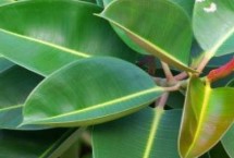 橡皮树的繁殖方式，株高达到60厘米左右时要注意打顶