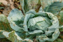 黑斑病，不同病害的防治方法不同