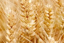 黑冠1号小麦栽培技术要点，适宜播种期10月上中旬