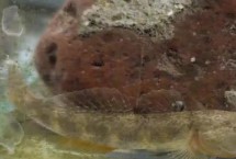 虾虎鱼的饲养方法，不同地区的售价有较大差异