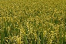 科优5号水稻栽培技术要点，根据当地具体生态条件适时播种