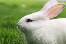 兔子养殖回收是骗局吗，肉兔适合大部分养殖户