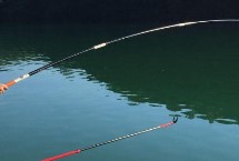 伊势尼钓鲢鳙用多大的钩，需要参考鱼的体型