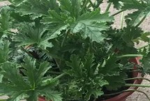 驱蚊草怎么种植，属于牻牛儿苗科、香叶天竺葵种植物