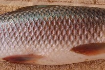 代表品种，是常见的淡水鱼类