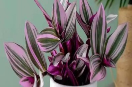 油画吊兰养殖注意事项，耐寒性较差不适合冬天扦插