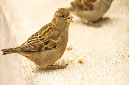 麻雀为什么可以在树上停留，是由于麻雀的身体构造导致的
