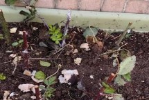 树莓怎么施肥和灌水，可扦插、压条、分株、种子繁殖