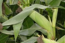 黄糯66玉米栽培技术要点，中抗大斑病