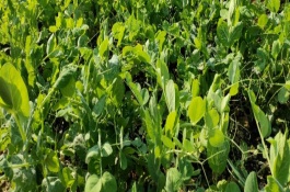 豌豆苗什么时候掐尖，9月份到次年的2月份都可种植