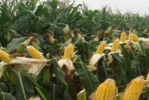 先玉1867玉米栽培技术要点，播种期5月下旬至6月中旬
