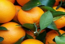 常见的优良橙子品种，当年总投资大概需要5.5万元左右