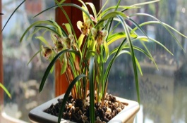 影响兰花生长的因素，温湿度一定要控制到位