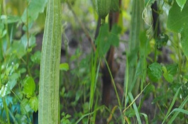 丝瓜冬天有吗，推荐早优一号、新早冠406等