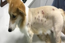 狗狗真菌感染可以用达克宁治疗吗，含有酮康唑、特比萘芬等成分的药物都能使用