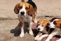 为什么很少人养比格犬，专业的狗粮最为合适