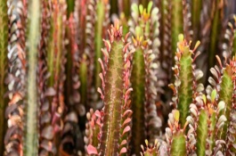 龙骨花怎么扦插繁殖，春秋季节每隔1-2周浇一次水