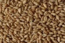 小麦种子几天出苗，选择适合当地的品种是关键