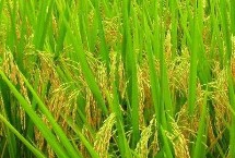 青香优美占水稻栽培技术要点，晚造全生育期106～108天