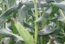 高玉118玉米栽培技术要点，春播平均生育期113.5天