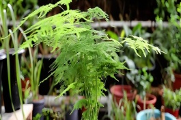 文竹烂根如何解决，可采取修剪黄叶、更换盆土等措施