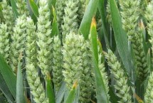 临紫麦1号小麦栽培技术要点，每亩基本苗15-18万