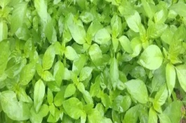 罗勒和荆芥的区别，可以在春季4月份种植