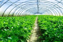 影响农村大棚蔬菜种植利润的因素，利润直接与品种、气候、技术等挂钩