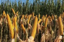 产量表现，平均生育期125天