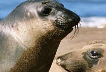 海豹会攻击人吗，可能是在传递情绪