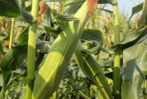 联创902玉米栽培技术要点，3月中下旬至4月下旬播种