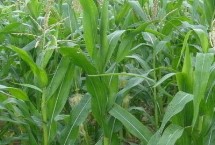 田研5号玉米栽培技术要点，两年区试平均生育期143天